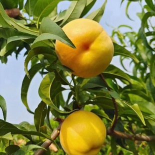 ���ش������l1�׸�֦�l�։�������S�Ҙ��� �����x�˴����ͮ����