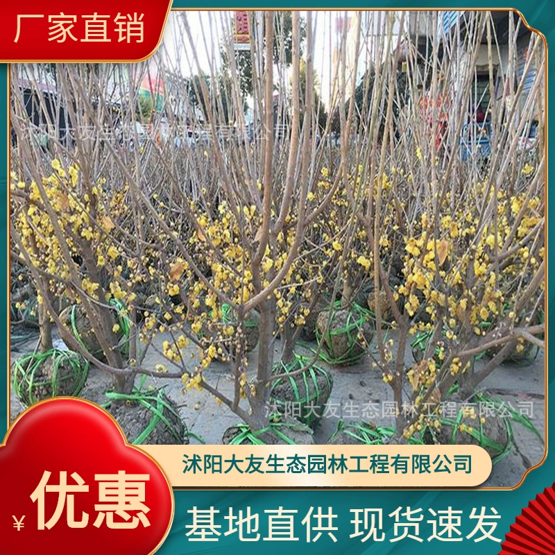 Базовые оптом зимние саженцы собственного производства Живописный пейзаж дорога сад инженерные Зеленые саженцы