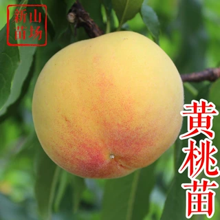锦花黄桃树苗金黄金脆黄金蜜4号四号晚熟黄桃树嫁接苗南方种特大