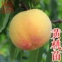 南方特大4号桃树桃树苗