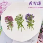 定制压花源头染色香雪球