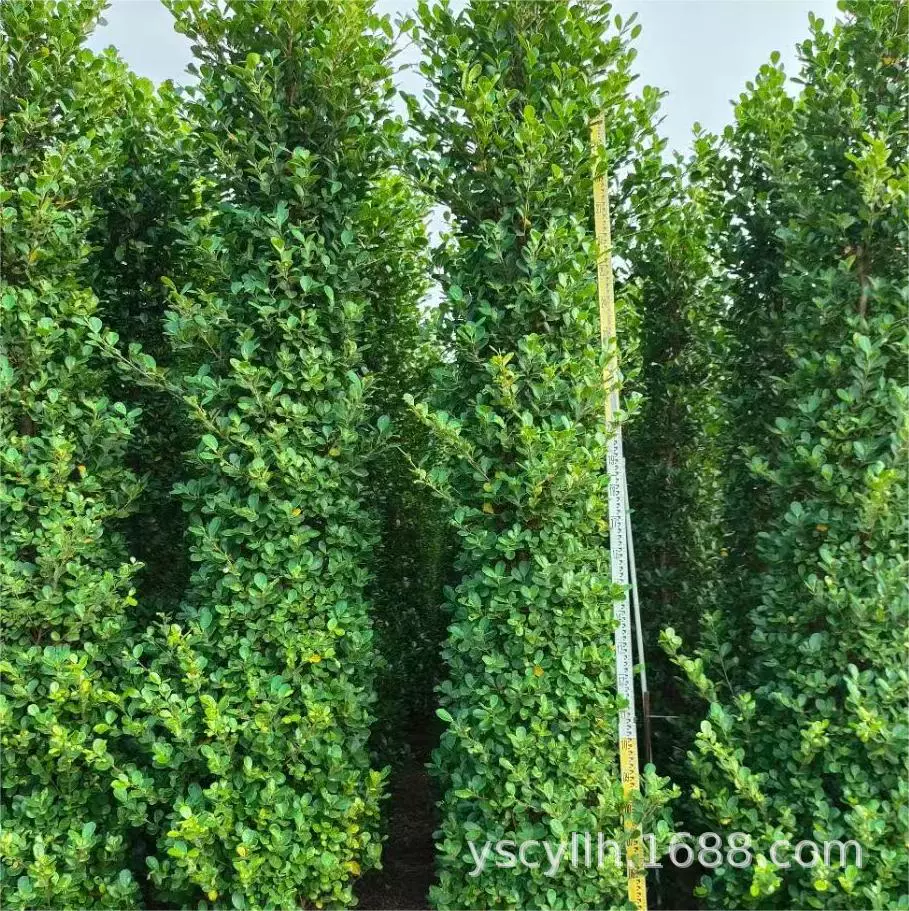 Озеленение проект изгородь вулканическая база Banyan оптом 1,2-2 метра вулканический банян кустарник общинная изгородь