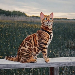 Leopard Cat Live Purebred Bengal Hollow Large Rose Pattern Domestic Short-Haired Kitten Leopard Print Pet Cat Silver Leopard