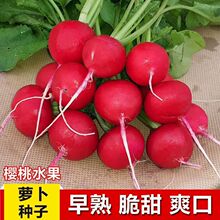 �t��ʯ�����}���N�� ���ˮ���}���N�Ӳˈ@�̨�ļ��Nֲ�߲˷N��