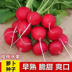 �t��ʯ�����}���N�� ���ˮ���}���N�Ӳˈ@�̨�ļ��Nֲ�߲˷N��