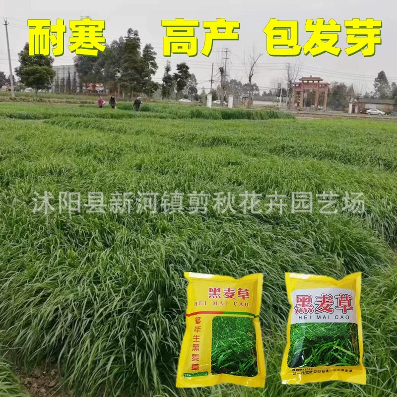 Импортные семена райграса морозостойкие кормовые травы Семена многолетних райграса животноводство Крупный рогатый скот овца рыба курица гусь