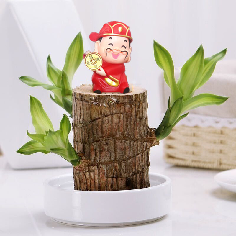 6- 7cm [발아 가능] 브라질우드 + 흰색 화분 + 부의 신