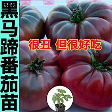 Ƥ��ɳȿ��Ʒ�N���R�㷬�����������Ӻڼtţ�����t���ļ����Գ���