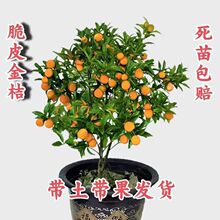 ��Ƥ��ۘ����Ե��Ԙ����ļ��_���Y����ʳ���ͺ����^����ۘ䎧��