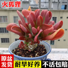 火狐狸多肉植物老桩稀有唐印多肉办公室桌面多肉贵货绿植花卉盆栽
