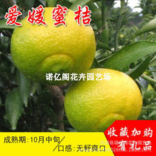 �¼t�ո�����Ʒ�N�t��ո̘���ɳ�ǽ۟o���۽����Ә������������