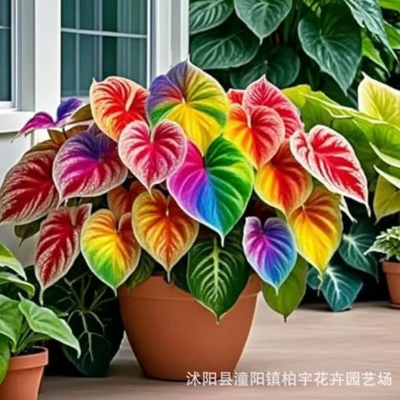 [Трансграничная поставка] Семена цветов и листьев таро, цветы крупнолистного эпимедиума, семена вечнозеленых цветов в горшках для четырех сезонов во дворе.