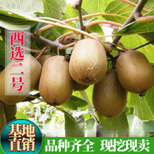 西选二号猕猴桃树果苗南北方种植盆栽地栽嫁接猕猴桃树苗当年结果