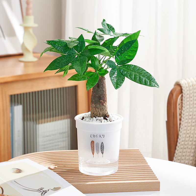 머니트리(세잎냄비) + 영양액