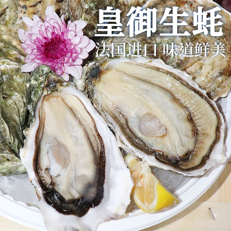 法国进口生蚝皇御即食海鲜大量批发 鲜活水产生鲜刺身 批发价底