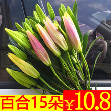 香水百合鲜花束康乃馨云南昆明基地水养小雏菊腊梅家用多头小玫瑰