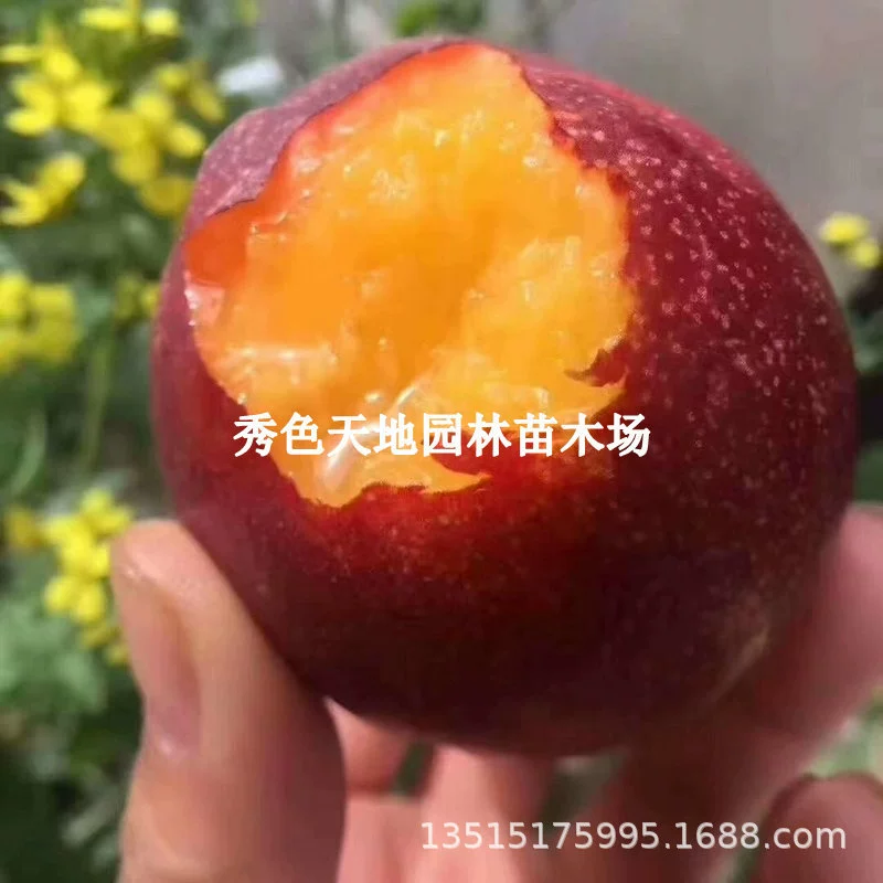 Century Star Oil Рассада персикового дерева Большое фруктовое масло Рассада персикового дерева Одиночные фрукты 390 г Раннее созревание Нектарин желтой мякоти Новый сорт Рассада фруктовых деревьев