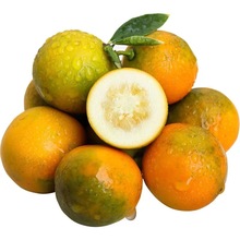 廣西融安脆皮金桔小金桔當季新鮮水果橘子砂糖柑桔批發一件代發
