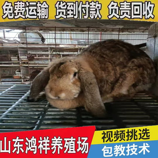 ���ڹ����þ��������طN�������w�����S��ɫ���L25��
