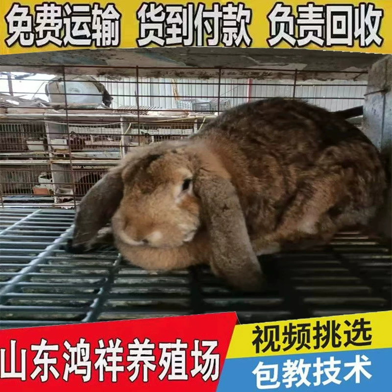 Настоящий кролик рам, гигантский мясной кролик, особый живой кролик с отвислыми ушами, желтовато-коричневый, может вырасти до 12.5kg