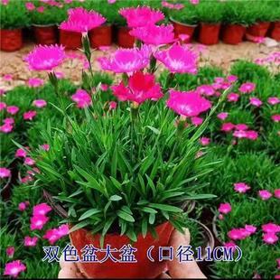 �Wʯ���ļ��_����ƺ�ͺ����Wʯ����С�^���@�G�����������l