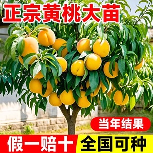 �S�Ҙ����Ҙ����޽��綬�����Ҙ�����Ϸ������Nֲ���箔��Y��