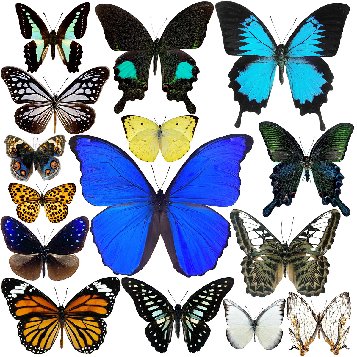 True butterfly specimens, unfurled wings, original butterfly, mixed butterfly, school students' creative handicraft materials teaching DIY science popularization