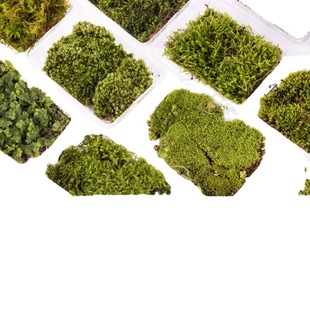 Moss micro landscape plant ecological bottle Sheung Shui stone bonsai rockery landscaping simulation Moss fresh grass potted pavement