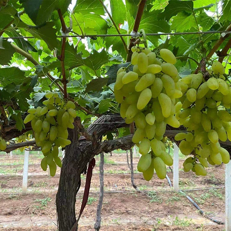 База оптом саженцы фруктовых деревьев Golden Finger саженцы виноградных деревьев двор в горшках саженцы винограда привитые саженцы