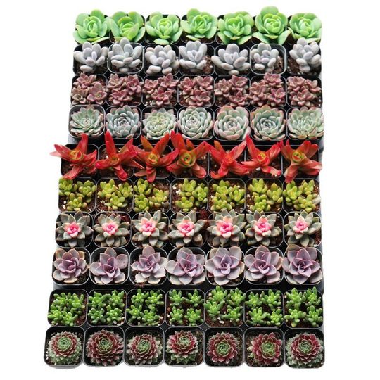 q fleshy plants mixed whole box wholesale color LCL with basin delivery stall DIY fleshy flowers hand gifts