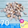 150 grams of orange black mouth snails