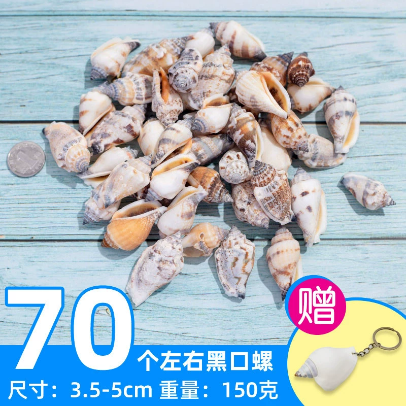 Organic aquarium with shells, aquarium decor, sample handmade