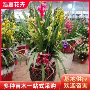 �S�ҹ�������ֲ�ﶬ���_���Gֲ �󻨻��m ��ޥ�m �m���� ������