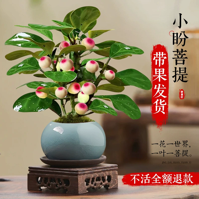 Маленькое растение Бодхи в горшке с фруктами, зеленое растение для офиса, декоративное растение для гостиной, китайские украшения в стиле дзен, листья дерева Бодхи в горшке