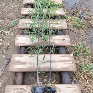 2411B Base Wholesale Purple Bamboo Black Bamboo Ink Bamboo Bamboo Eggplant Black Bamboo 2-6 Meters Park Afforestation