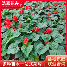 һ���t�绨�ܹ��@ͥԺС�^�G����[�û������t�����Զ����^�p����