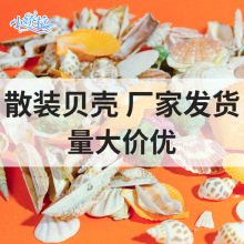 DIY鱼缸配饰古风饰品布景造景混装天然贝壳海螺立体贝壳花片配件