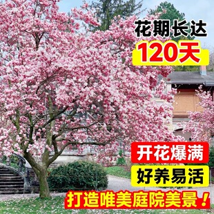 ���m�����玧��������ͥԺ�G���ͺ�ֲ�������ļ������ϰ��ϏV���m
