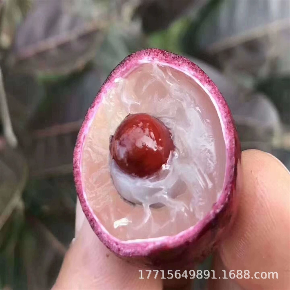 Рассада дерева Гуанси Лонган Привитые плоды Рассада дерева Лонган Рассада дерева Шикся хранения Лян Четыре сезона Мед с почвой с листьями Посадка с фруктами