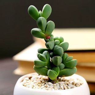 Succulent Plant Antler Begonia with Roots of 4-6cm