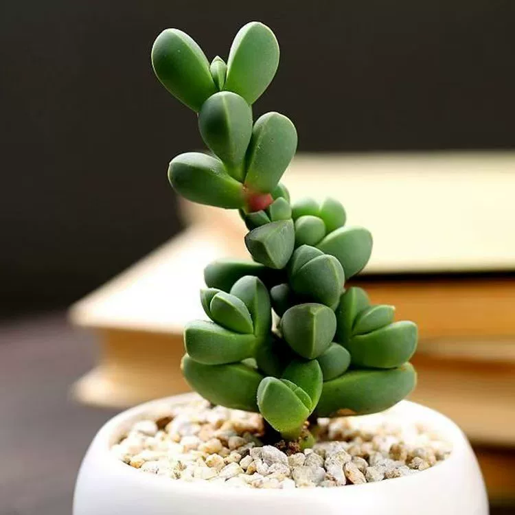 Рожок суккулентный Бегония имеет корни 4-6 см.