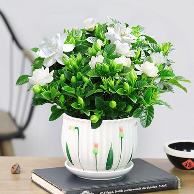 [점장 추천] 200#싹이 있는 큰 치자나무 (Q1 연잎 세라믹 화분) + 영양액