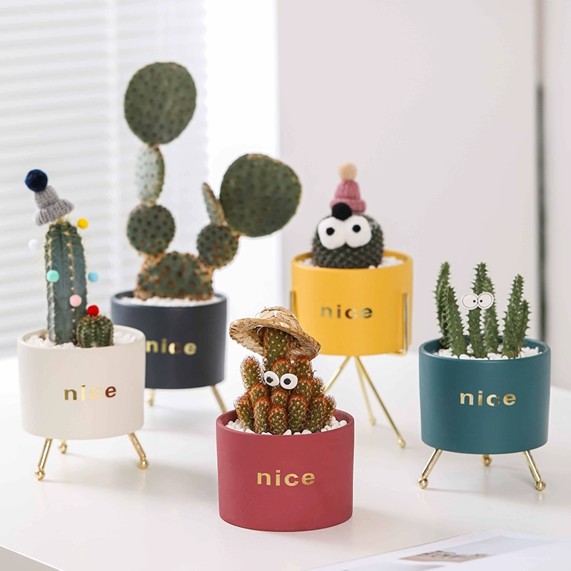 Мясистый маленький цветочный горшок керамическая сетка красная личность творческий офея