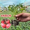 Four Seasons Vegetable seedlings, tomato seedlings small seedlings, spring planting seedlings, pepper tomato eggplant strawberry seedlings, wholesale