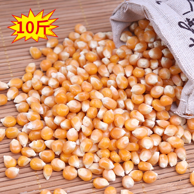 하이 퀄리티 구형 5000g (미국 품종)