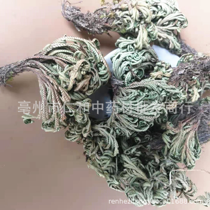 Dried Selaginella Juan Bai 500g Whole Herb Resurrection Grass Traditional TCM Botanical key features