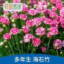 花園傳說海石竹種子桃花釵四季花園陽台用花盆花種子籽室內種苗