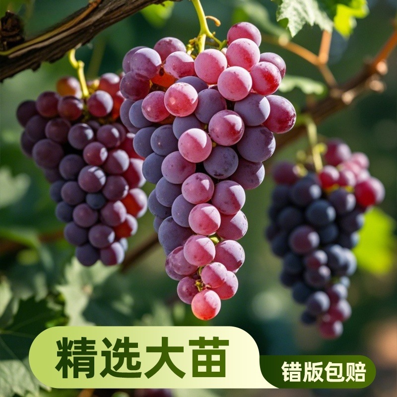 葡萄树苖大巨峰葡萄苗爬藤阳光玫瑰耐寒蓝宝石北南方种植果树果苗
