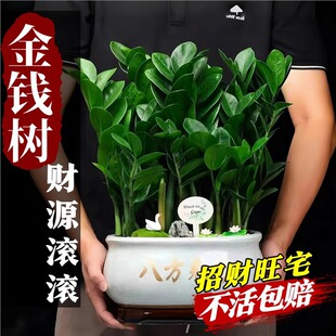 ���X�����Կ͏d�����ؔ��լ�Gֲ�[���A�~�����҃�ˮ��ֲ����X��
