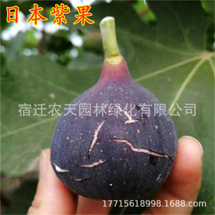 Grace Fig Seedlings Peach Fig Saplings Potted Courtyard Planting Fruit Saplings in the Same Year